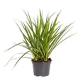 thumbnail image 2 of Expert Gardener Live Indoor 18in. Tall Multicolor Marginata Plant, Indirect Sunlight, in 7in. Grower Pot, 2 of 5