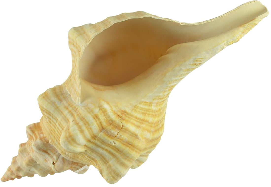 Horse Conch Decorative Shell Seashell 12-14