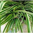 thumbnail image 6 of Spider Plant Reverse, 6 of 7