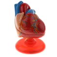 thumbnail image 4 of Modelo de Corazón Humano Sunnimix Estatua del Corazón, 4 of 8