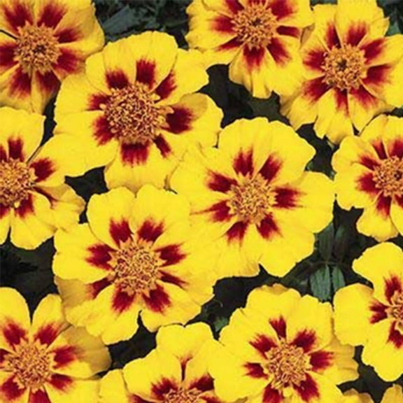 Marigold Seeds - Disco Series - Marietta - 100 Seed Packet - Tagetes patula - Non-GMO, Open Pollinated - Flower Gardening