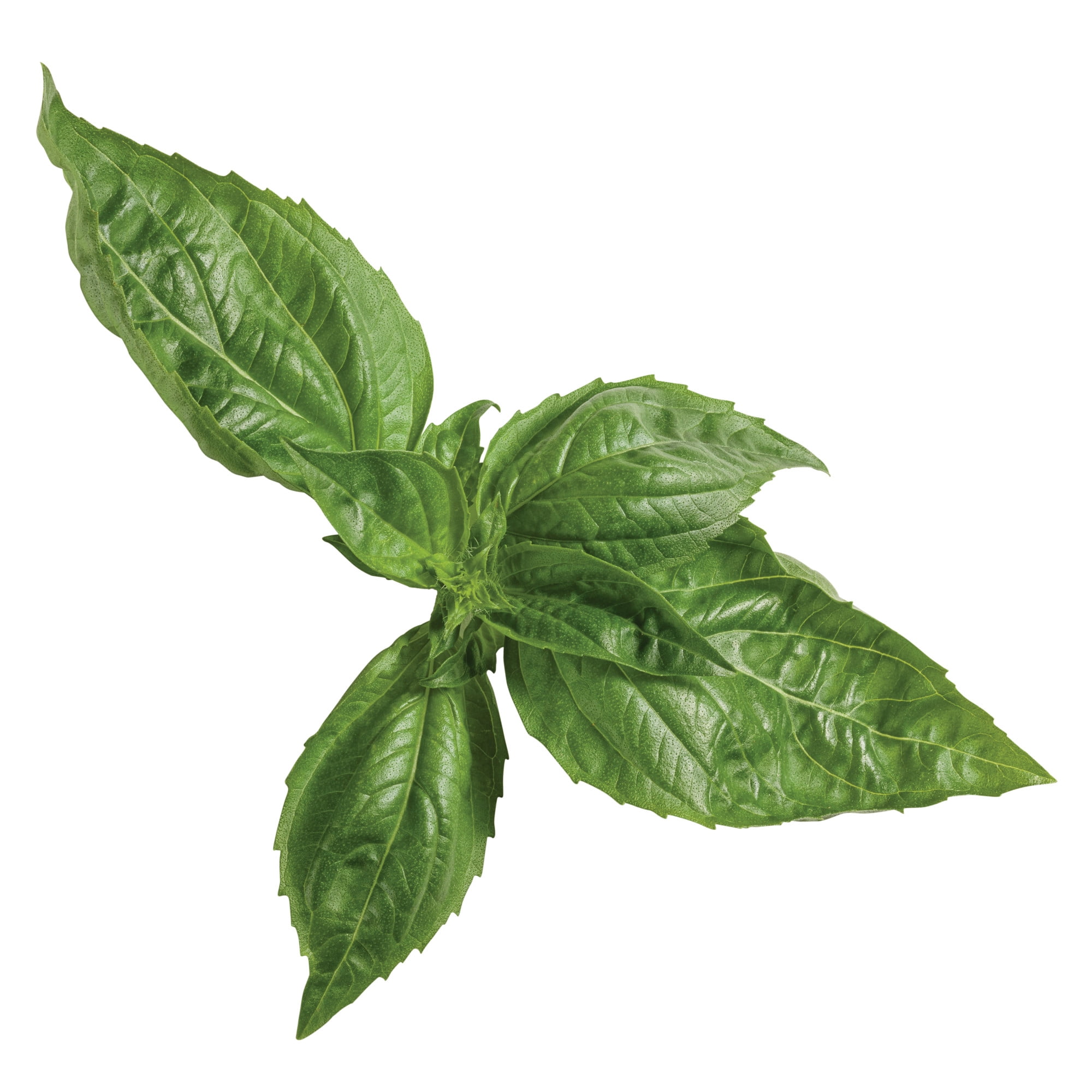 Proven Winners 4" Amazel Basil Sweet Italian Basil Live Herb Plant in 4.25" Pot (4 Count)