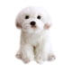 thumbnail image 1 of Stuffed Animals Puppy Adorable Plush Puppy Simulation Plush Dog Children Dog Toy, 1 of 3
