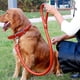thumbnail image 3 of Juego de correas para collar de piel para mascotas, cuerda gruesa para perros que caminan, collar de PU, accesorios para mascotas con correa, correas para perros grandes, 3 of 4