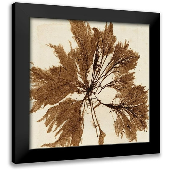 Vision Studio 12x12 Black Modern Framed Museum Art Print Titled - Brilliant Seaweed VI