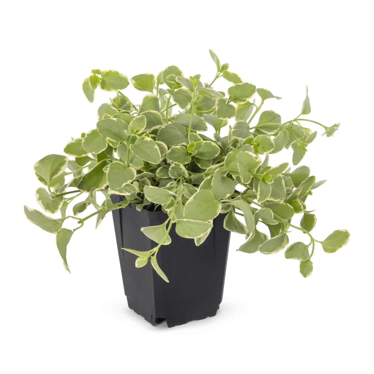 Expert Gardener 1PT Green Vinca Vine Live Annual Plant Sun 6-Pack