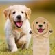 thumbnail image 3 of Toallas de mano AGRIMONY Funny Golden Retriever Dog para baño, 3 of 6