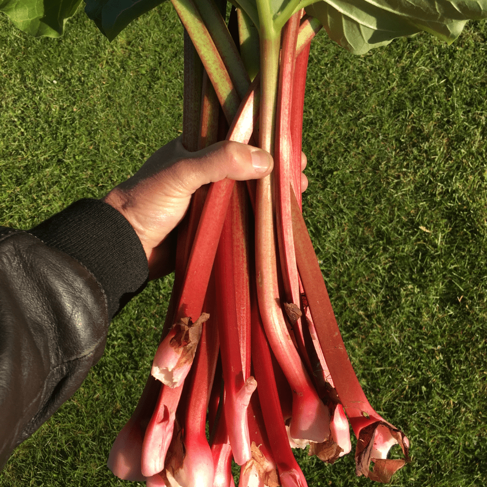 5 Large Rhubarb Plants Roots for Planting, Rhubarb Plants Live Roots for Planting, 3 to 5 Inc Tall, Backyard Gardens