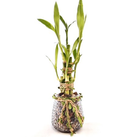 brand arrangements bamboo vase lucky seller fast clear round days glass shipping