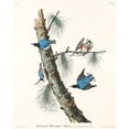 thumbnail image 2 of Audubon, John James 15x18 Gold Ornate Wood Framed with Double Matting Museum Art Print Titled - White-breasted Black-capped Nuthatch, 2 of 4