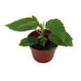 thumbnail image 3 of Heirloom Pink Angel Wing Begonia dietrichiana - 2.5" Pot - Great House Plant, 3 of 4
