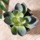 thumbnail image 3 of 3 uds suculentas artificiales/Cactus artificiales/plantas en macetas de cactus de simulación bonsái para el hogar decoración jardín verde, 3 of 5