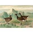 thumbnail image 2 of Johann Friedrich Naumann 24x18 Black Ornate Framed Double Matted Museum Art Print Titled: Branta Bernicla, 2 of 5