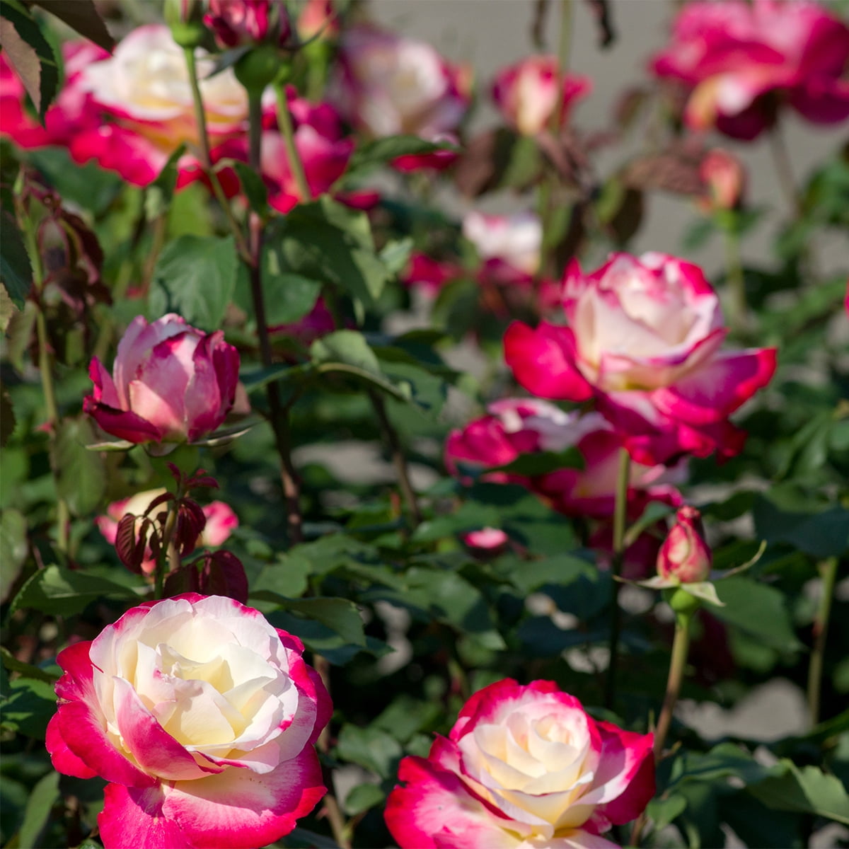 Van Zyverden Roses Double Delight 1 Plant Root Stock Multicolor Partial Sun Perennial Fragrant 3lbs