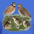 thumbnail image 3 of CafePress - Bobwhite Family Dark T Shirt - Men's Classic Graphic Cotton T-Shirt, 3 of 4