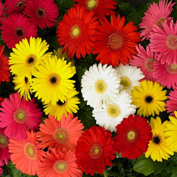 Outsidepride Gerbera Daisy Mega Revolution Select Flower Seed Mix - 20 Seeds
