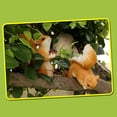 thumbnail image 3 of Bewildely Ardilla en miniatura Natural y exquisita para decoración de balcón y jardín, ardilla decorativa para jardín Decoración Tipo 2, 3 of 6