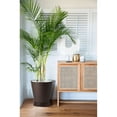 thumbnail image 4 of 2 Macetas Grande Moderna Minimalista Interior Exterior Plato CAFE, 4 of 5