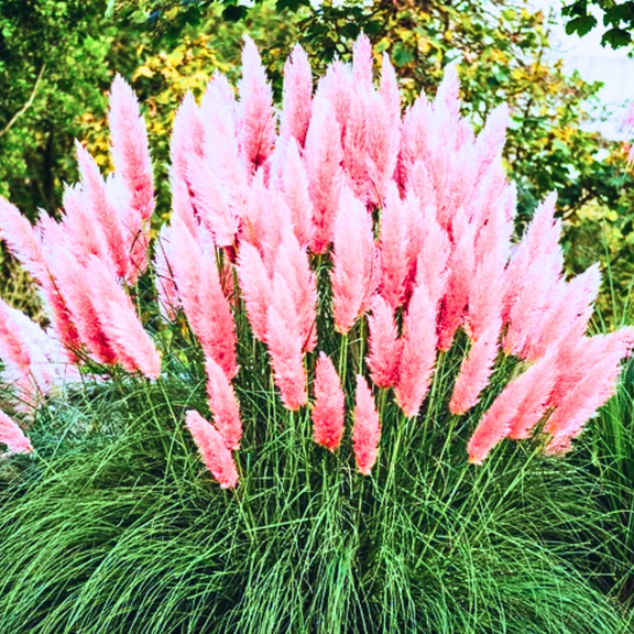 2 Pink Pampas Grass Plants Live, Tall Ornamental Perennial Grass for Landscaping, 5-9 Inch Height Well Rooted