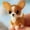 Dog-B, variant on Pet Dog Bead Embroidery Kit, Beginner-Friendly Pet-Themed Beaded Craft Set with Step-by-Step Guide, DIY 3D Beadwork Kit for Craft Lovers