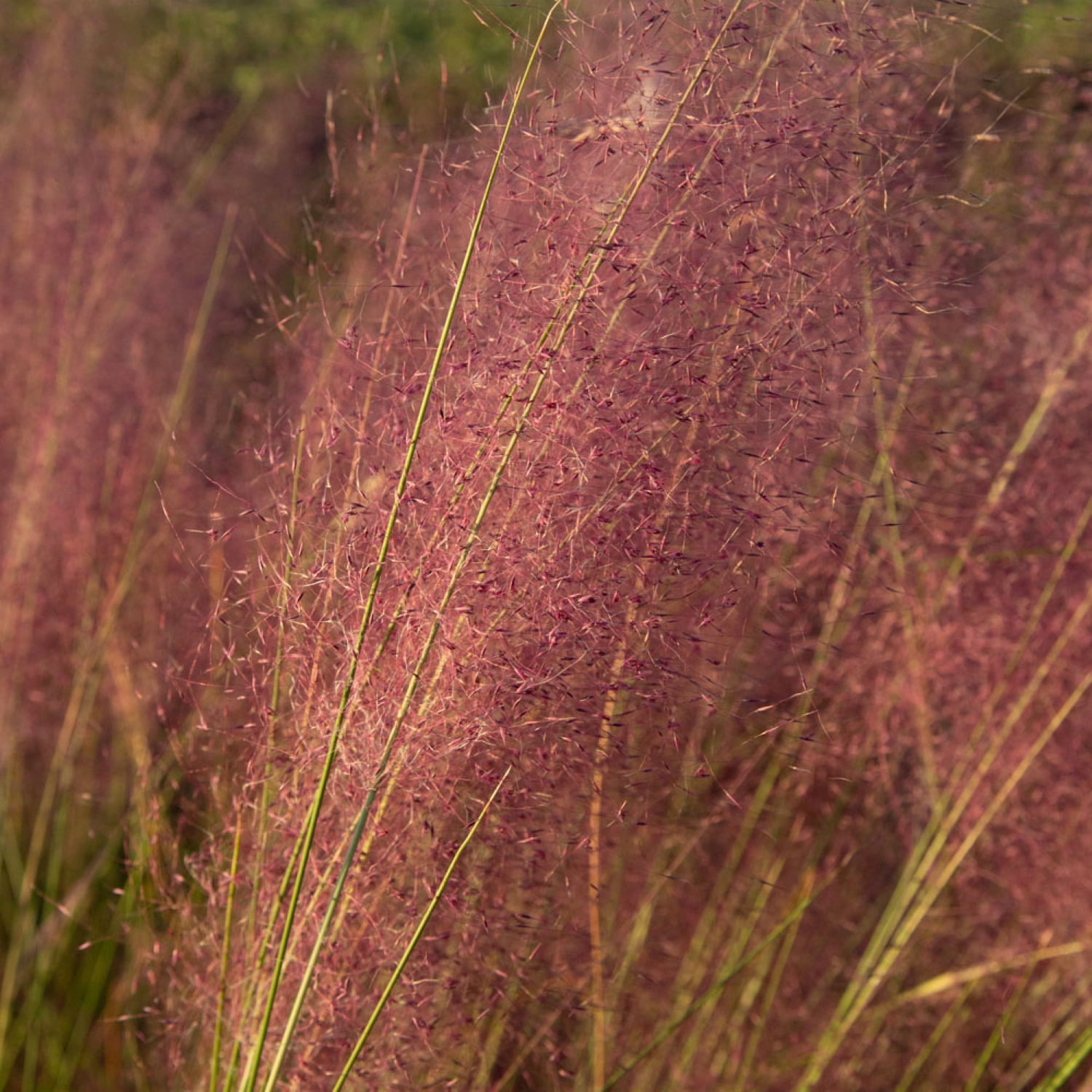 Expert Gardener Pink Muhly Grass, 2.5 Gallon Live Outdoor Ornamental Perennial, Full Sun to Part Shade