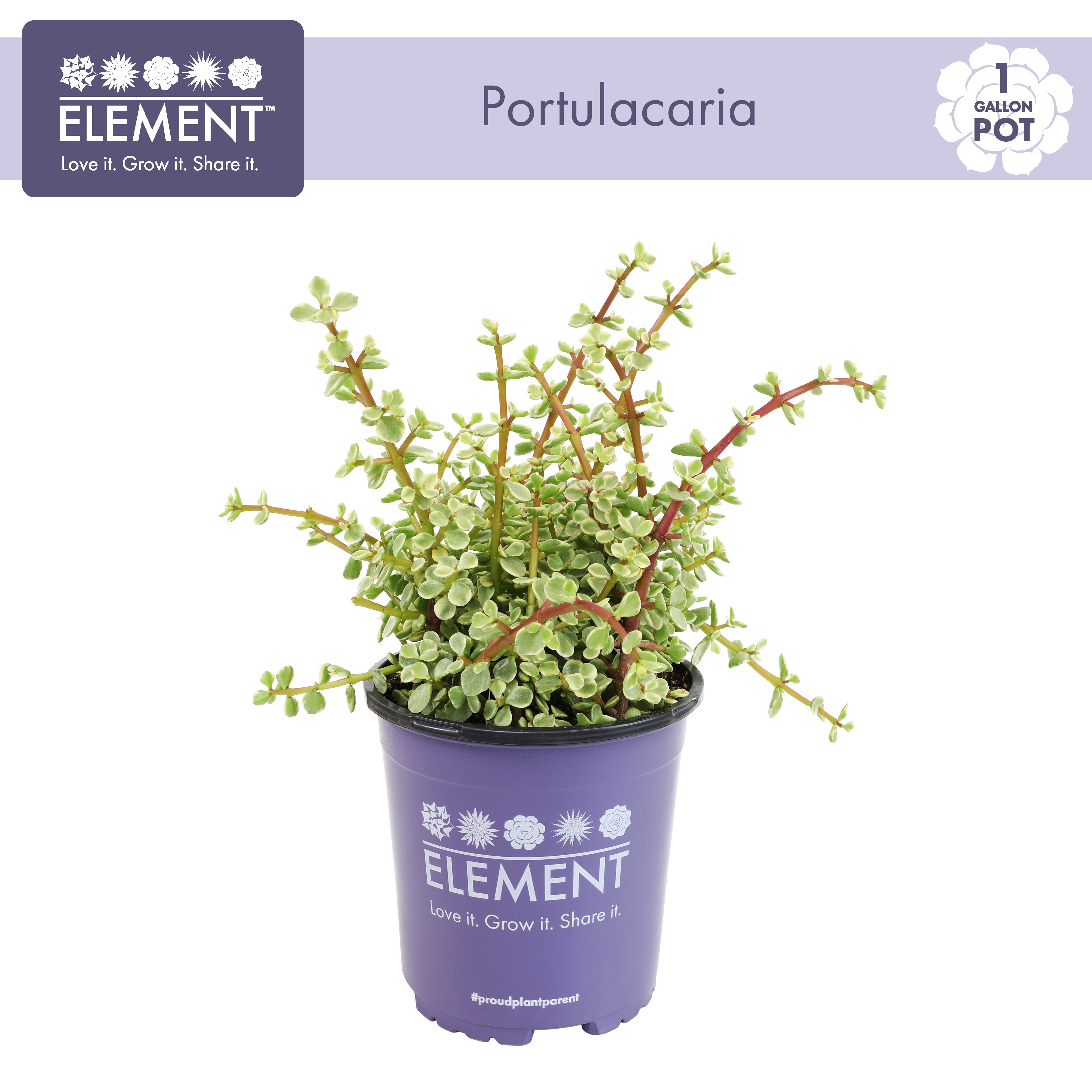 Element by Altman Plants Variegated Portulacaria Easy Succulent; 1 gal Grower; Full Sun