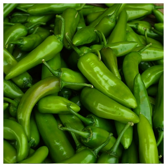 Everwilde Farms - 1/4 lb Jalapeno M Hot Pepper Seeds - Gold Vault Bulk Seed Packet
