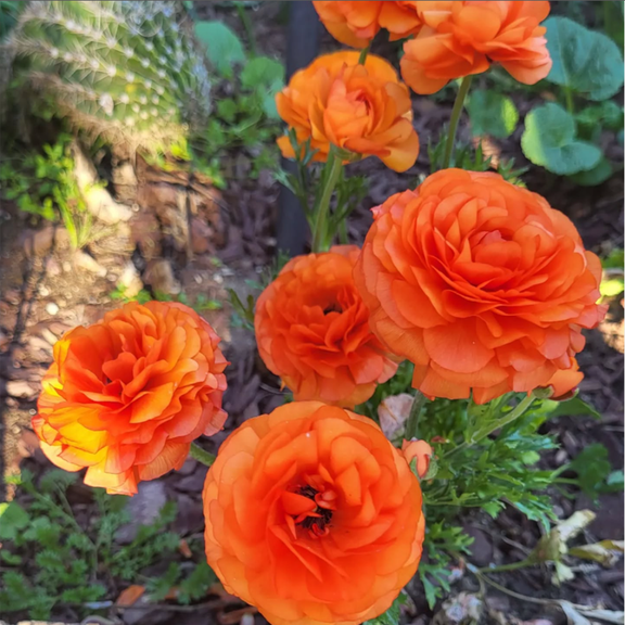 Set 10 Orange Ranunculus Bulbs, Ready to Grow, Ranunculus Bulbs for Outdoor Gardening