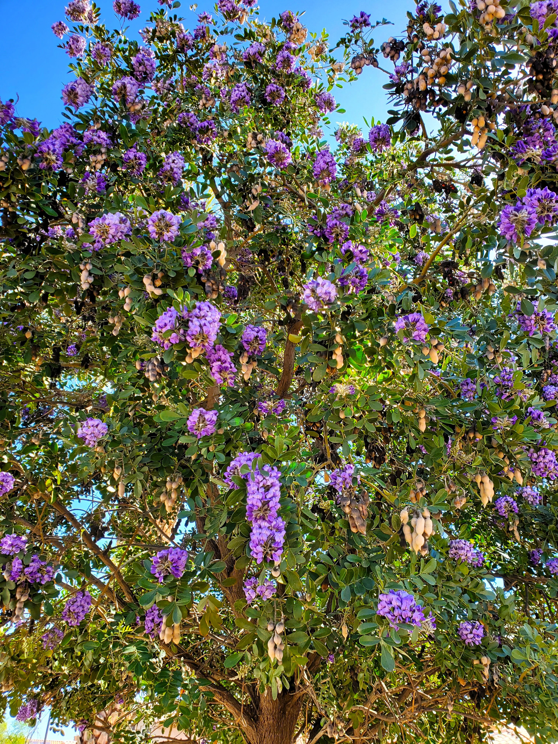 10 TEXAS Mountain LAUREL Sophora Secundiflora Mescal Tree Purple Flower Seeds - image 5 of 11