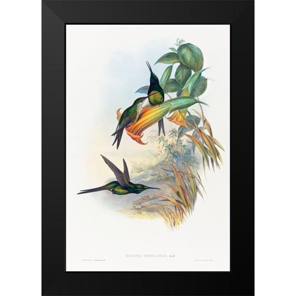 Gould, John 11x14 Black Modern Framed Museum Art Print Titled - Eugenia imperatrix-Empress Hummingbird