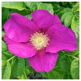 thumbnail image 1 of Everwilde Farms - 1 lb Prairie Wild Rose Native Wildflower Seeds - Gold Vault Bulk Seed Packet, 1 of 2