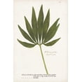 thumbnail image 4 of Unknown 13x18 Black Modern Wood Framed Wall Art Titled - Nature Printed Ferns XII, 4 of 6