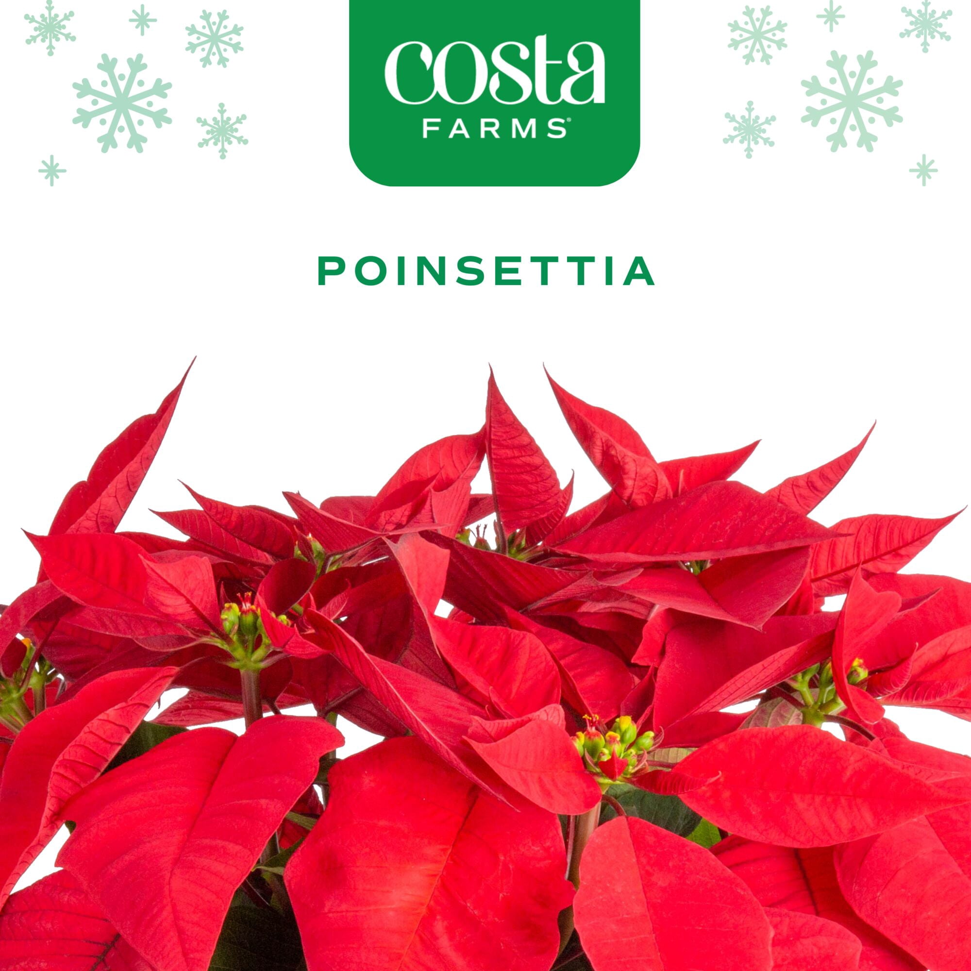Costa Farms 6-10" Tall Red Poinsettia, Bright Indirect Sunlight, Indoor Live House Plants