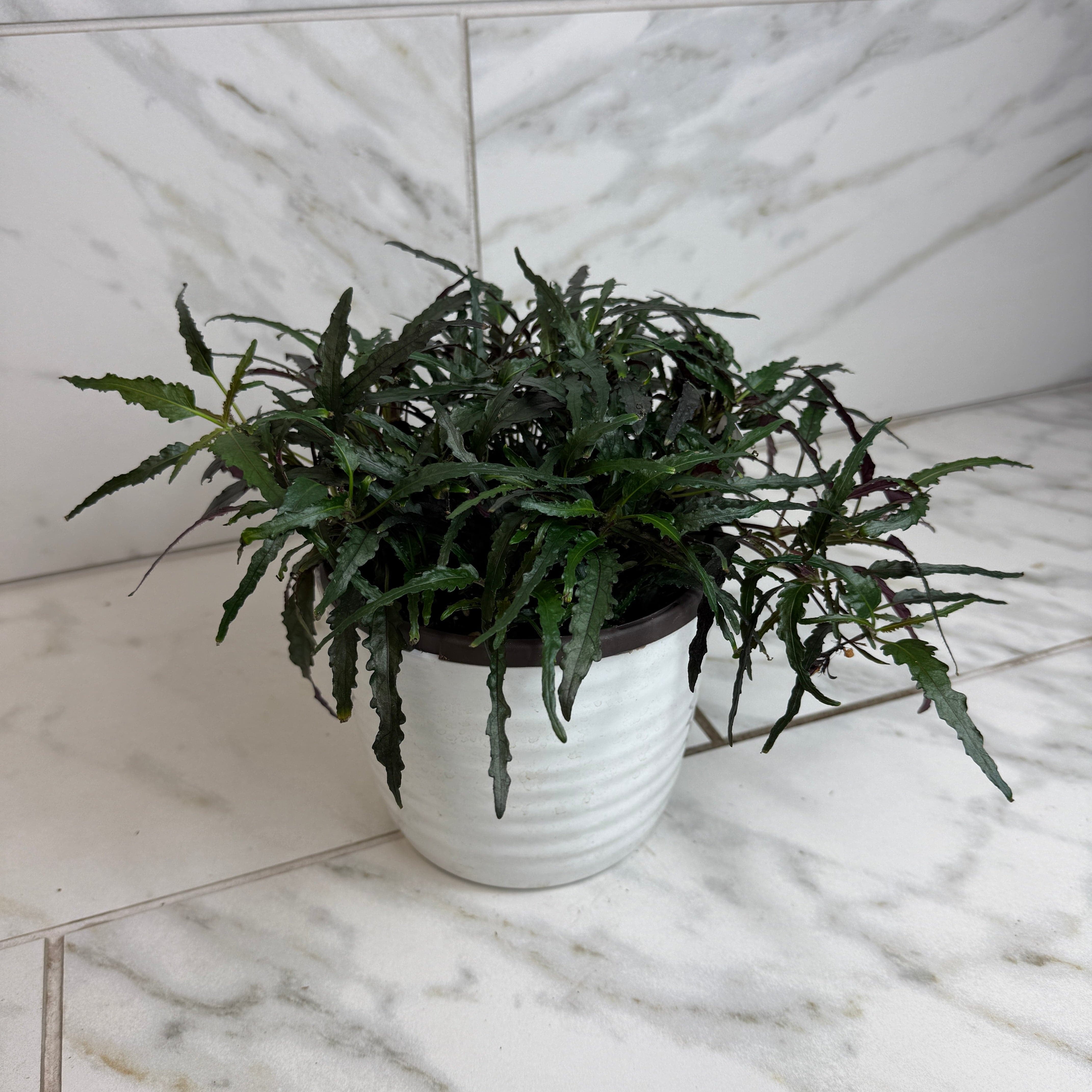 Hemigraphis Dragon's Tongue, 6" Plant, The Plant Farm - Walmart.com