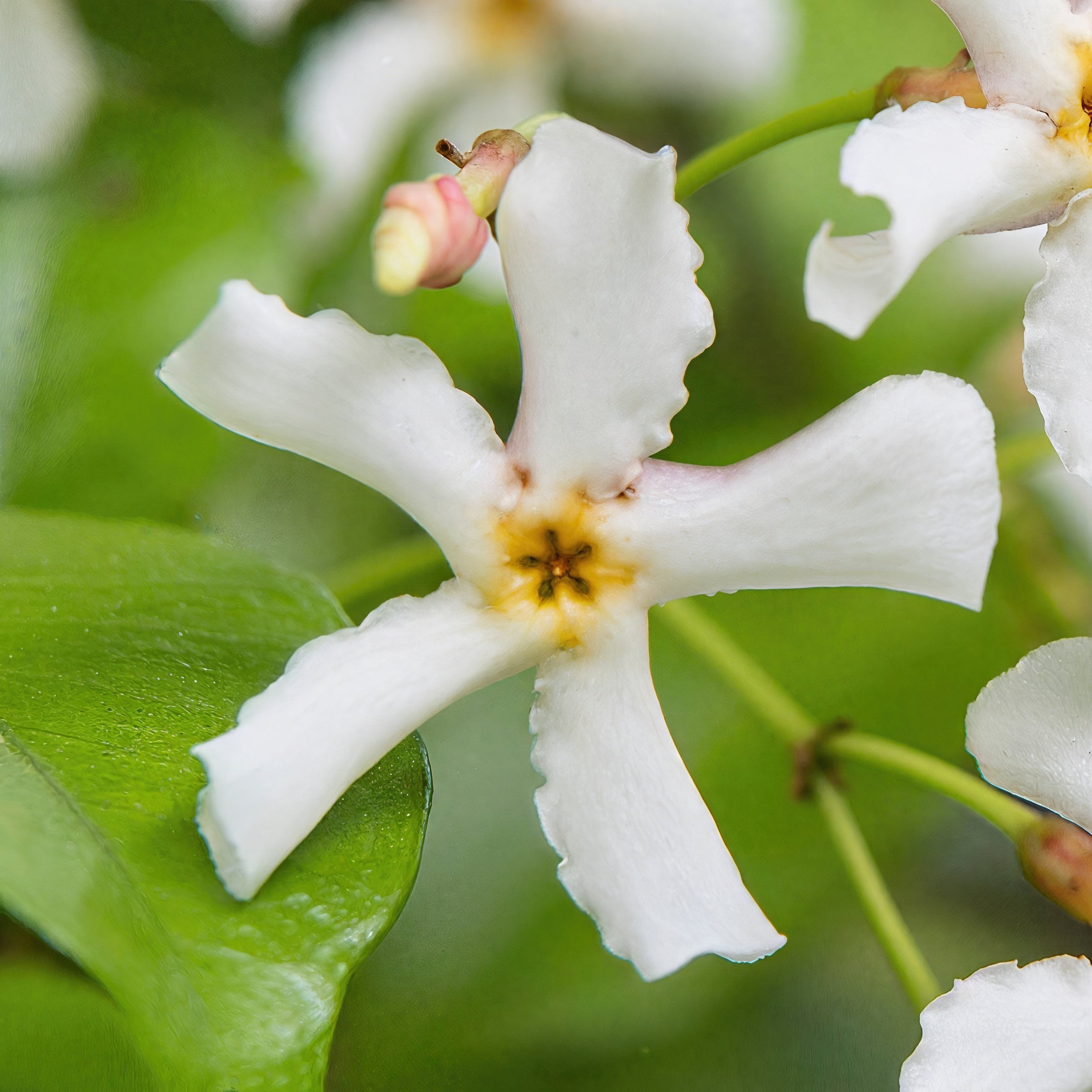 National Plant Network 4 in. Asiatic Jasmine (3-Pack)