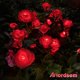 thumbnail image 2 of Luces solares para jardín Anordsem, 10 LED, rosas, impermeables, paquete de 2, 2 of 8