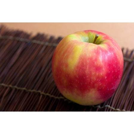 1 Pink Lady Apple Trees Bareroot 2-3 feet tall