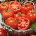 thumbnail image 1 of Striped Paste Tomato Seeds - 1 Lb ~108800 Seeds - Non-GMO - Vegetable Garden - Solanum lycopersicum, 1 of 1