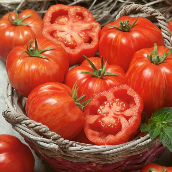 Striped Paste Tomato Seeds - 1 Lb ~108800 Seeds - Non-GMO - Vegetable Garden - Solanum lycopersicum