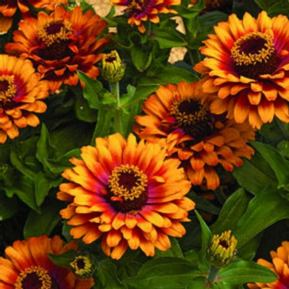 Zinnia Flower Garden Seeds - Zowie Yellow Flame F1 - 100 Seeds - Annual Flower Gardening Seed - Zinnia elegens