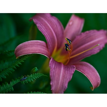 - Canvas Print Boost Plant Lily Blossoming Petals Flower Stamens Stretched Canvas 10 x 14