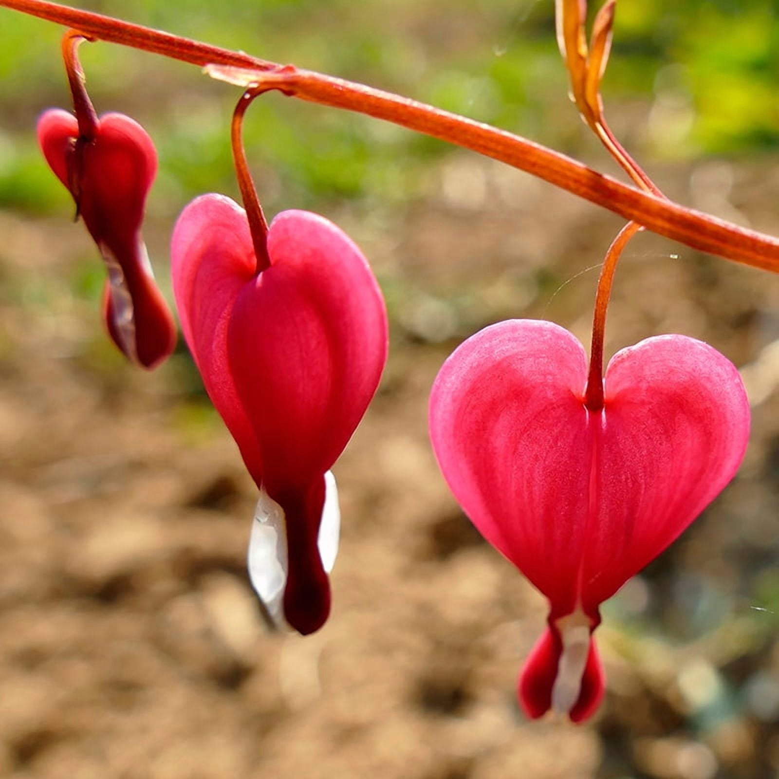 Valentine Red Bleeding Heart Flower Root - Grows Great in Shade - Good as Cut Flowers - Perennializing - Easy to Grow Live Plants - Outdoor Garden