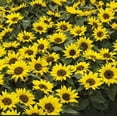 thumbnail image 5 of 25+ Seeds-Choco Sun Sunflower Seeds Planting#E029-Authentic Seeds-Flowers-Rose seeds-Herb seeds-Vegetable Seeds-Mix Seeds for Plant- B3G1, 5 of 5