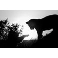 thumbnail image 2 of Parker, Susann 14x11 Gold Ornate Wood Framed with Double Matting Museum Art Print Titled - Lion Cub Morning, 2 of 4