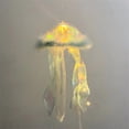 thumbnail image 4 of Feltree DIY Jellyfish Lamp Kit with Light Decorations, Hanging Tentacle Sea Mermaid Theme Party Room Decor, USB Powered Handmade Decorative Night Light, 4 of 7