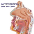 thumbnail image 4 of Nasal Cavity Throat Anatomy Model Human Anatomical Pharynx Larynx Model for Students Study Display Teaching, 4 of 5