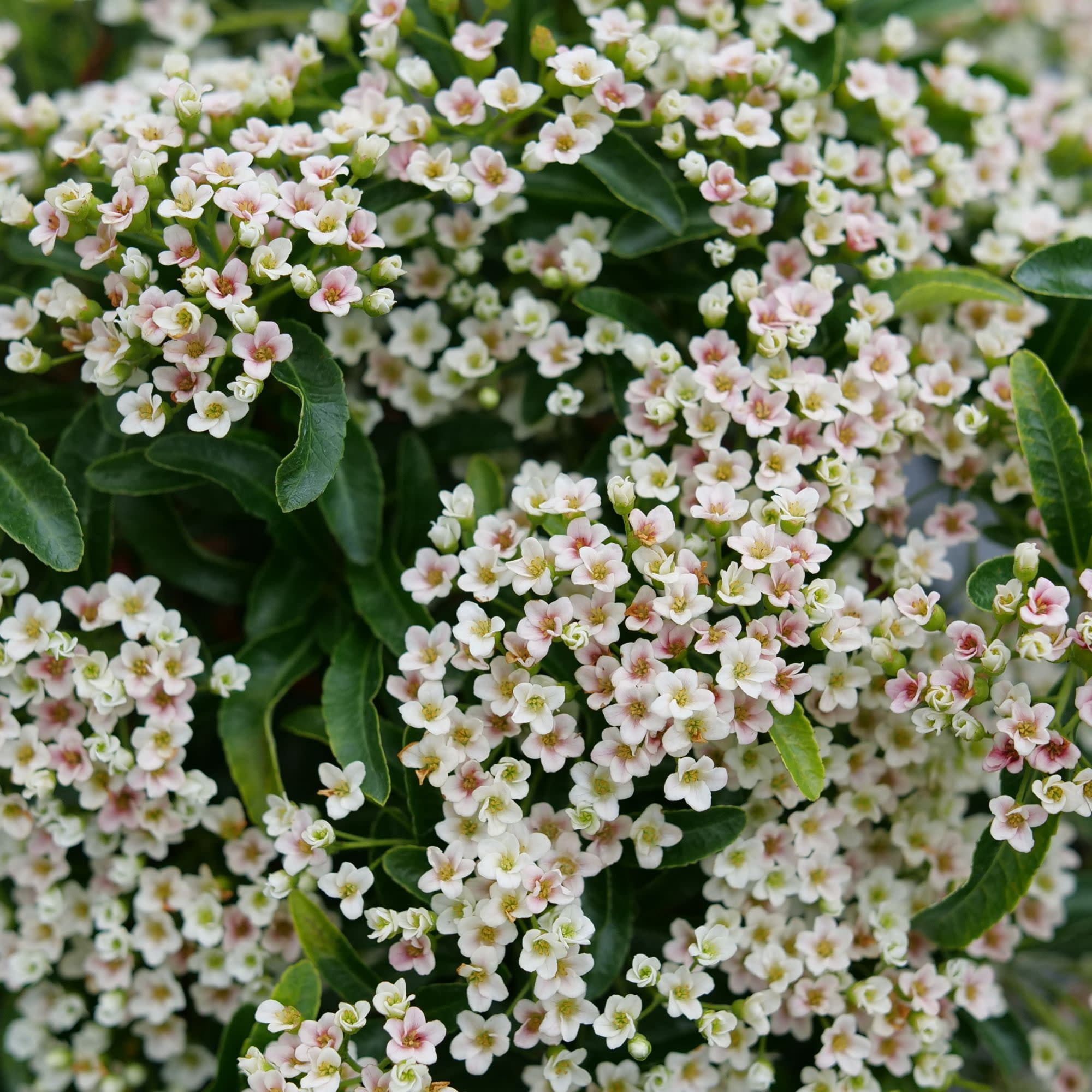 Proven Winners ColorChoice 5" Berry Box Pyracomeles Live Plant in 4.5" Pot (4 Count)