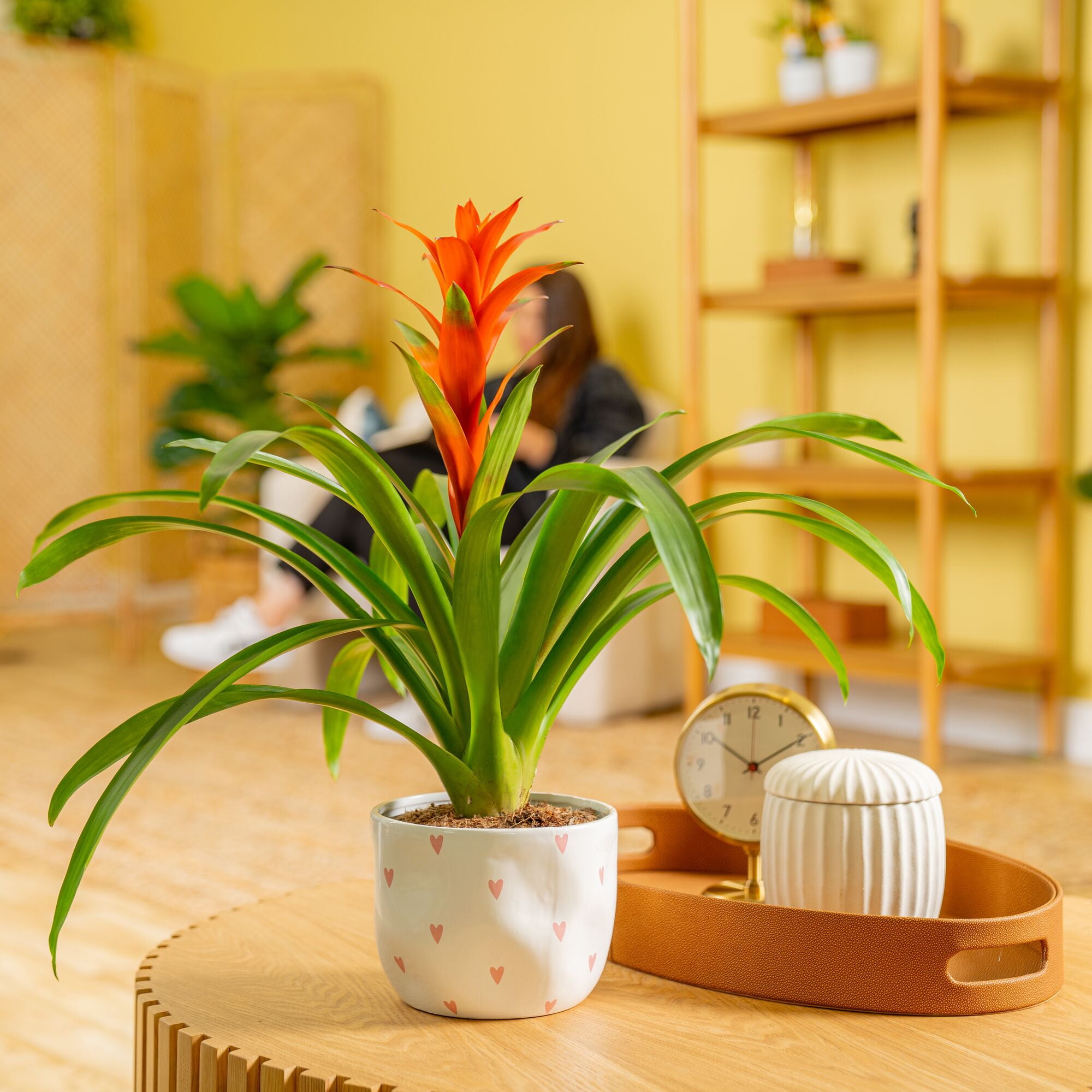20" Tall Bromeliad Grower's Choice, Bright Indirect Sunlight, Indoor Live House Plants