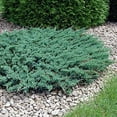 thumbnail image 4 of Juniper Blue Chip  3 Live Gallon Size Plants  Juniperus Horizontalis  Evergreen Cold Hardy Drought Tolerant Groundcover, 4 of 9