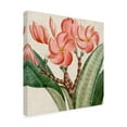thumbnail image 2 of Trademark Fine Art 'Cropped Turpin Tropicals VII' Canvas Art by Vision Studio, 2 of 4